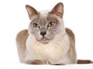Chat Burmese